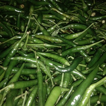 小米椒