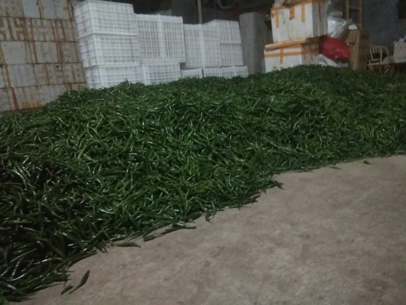 小米椒