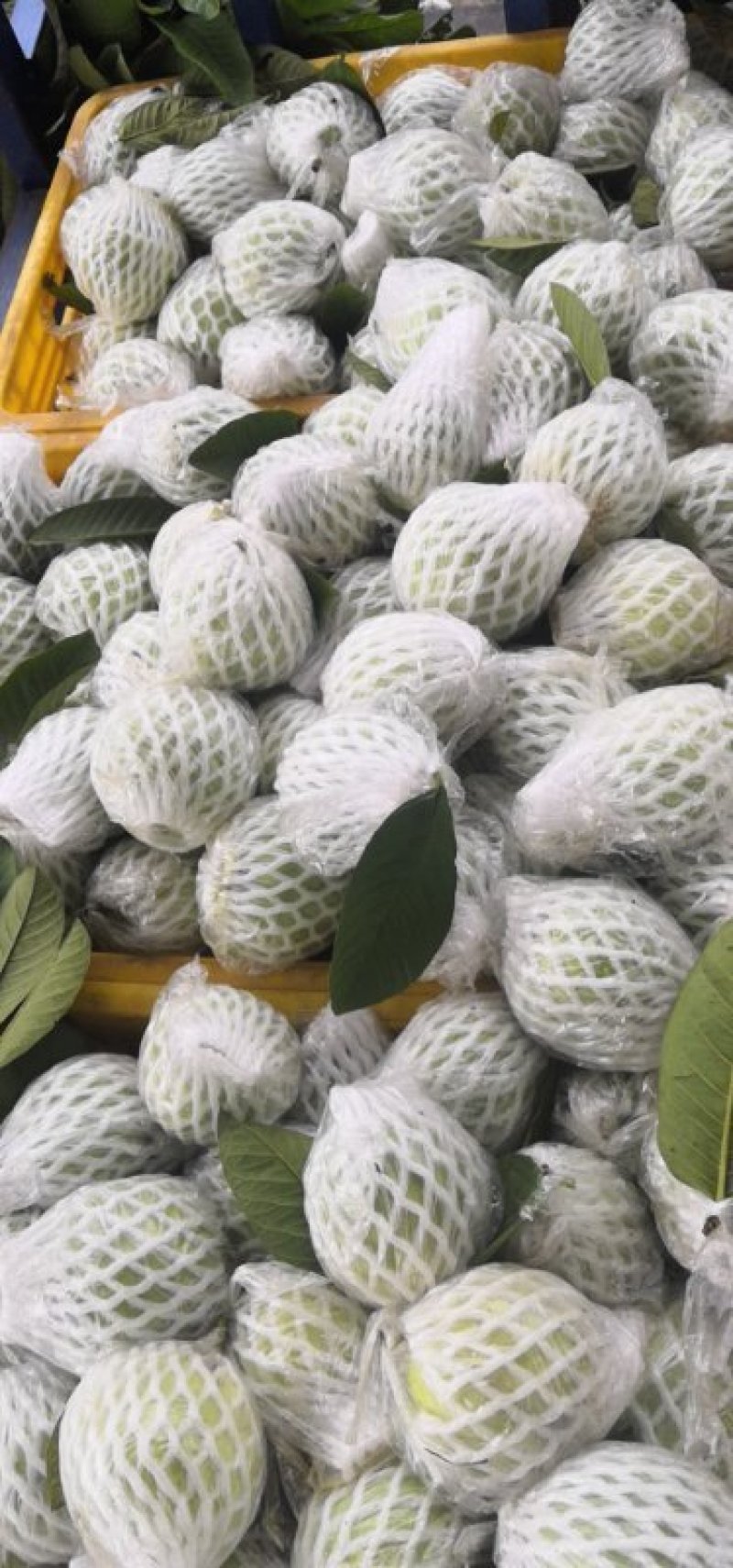 番石榴，白心，大量有货，长期代办，一天1万到两万斤。