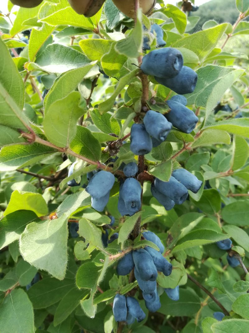 蓝靛果树苗