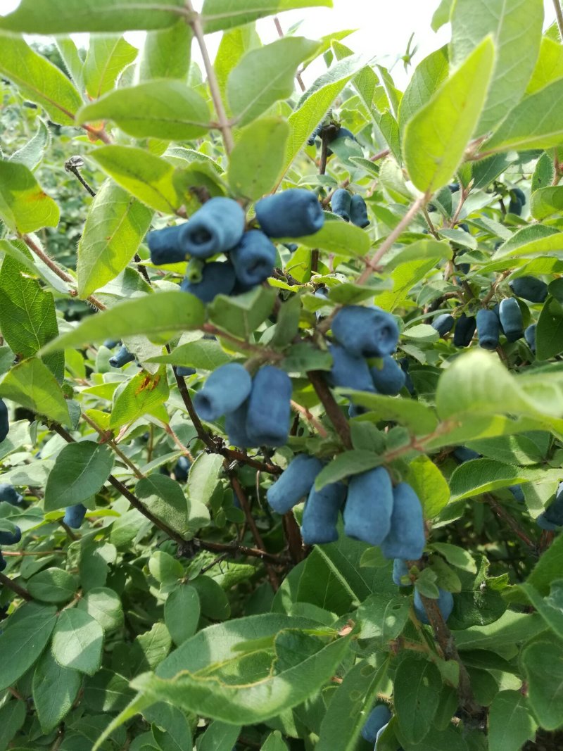 蓝靛果树苗
