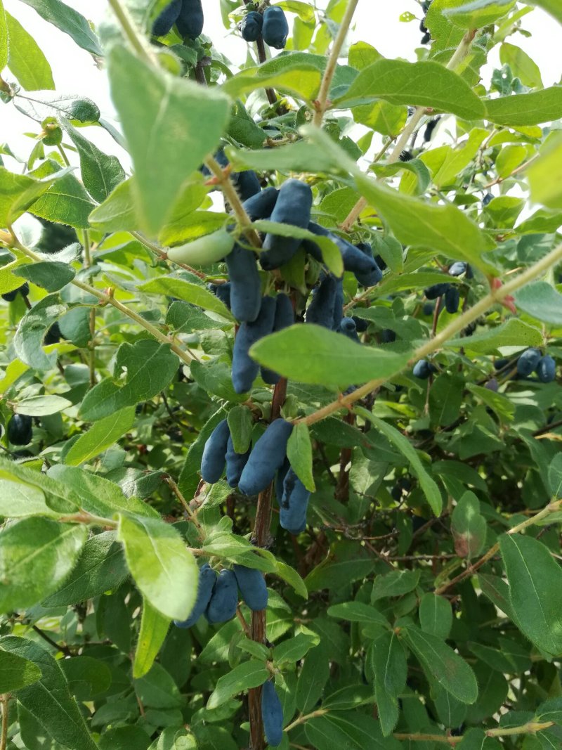蓝靛果树苗