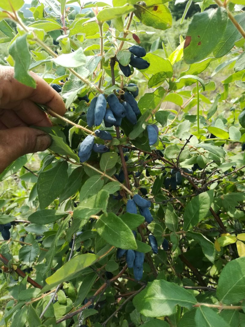 蓝靛果树苗