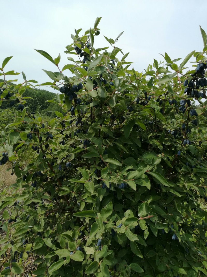 蓝靛果树苗