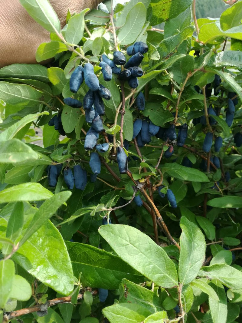 蓝靛果树苗