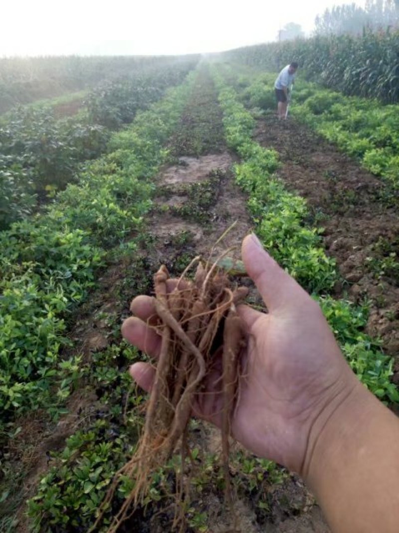 药用赤芍白芍苗，基地直发，保成活，保证质量，现要现挖