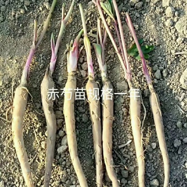 药用赤芍白芍苗，基地直发，保成活，保证质量，现要现挖