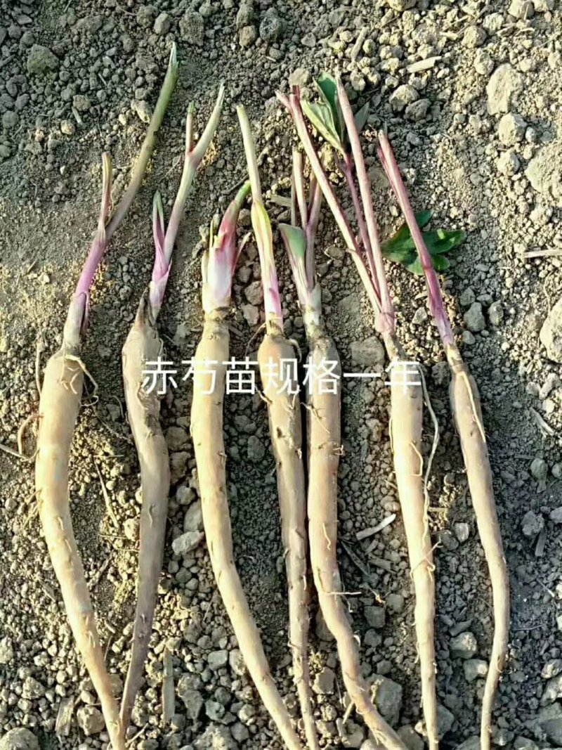 药用赤芍白芍苗，基地直发，保成活，保证质量，现要现挖