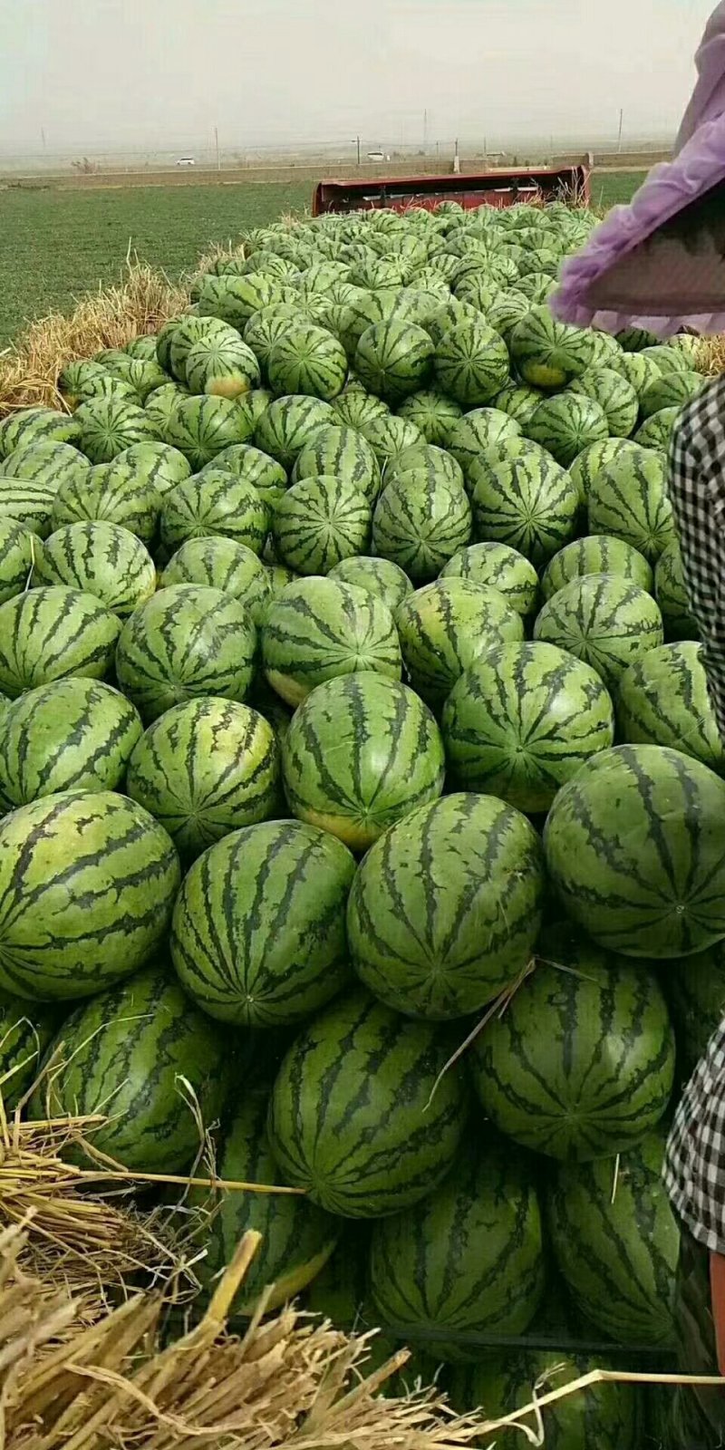 金城五号欢迎广大客商前来