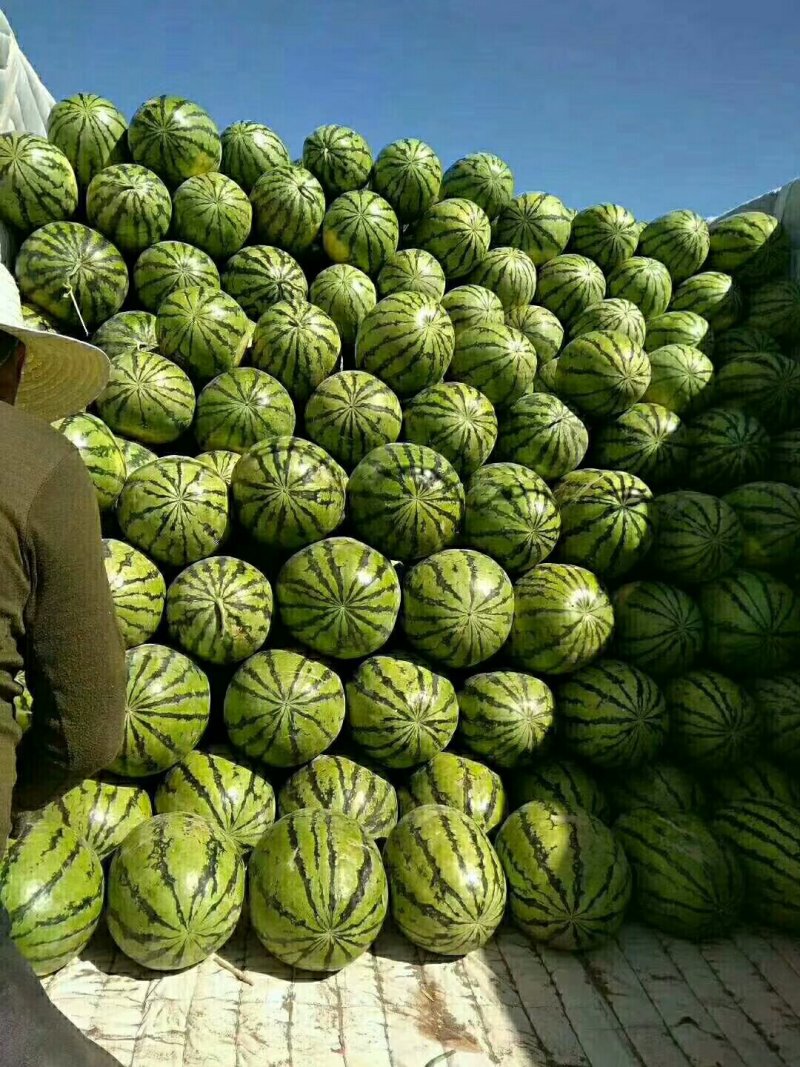 金城五号