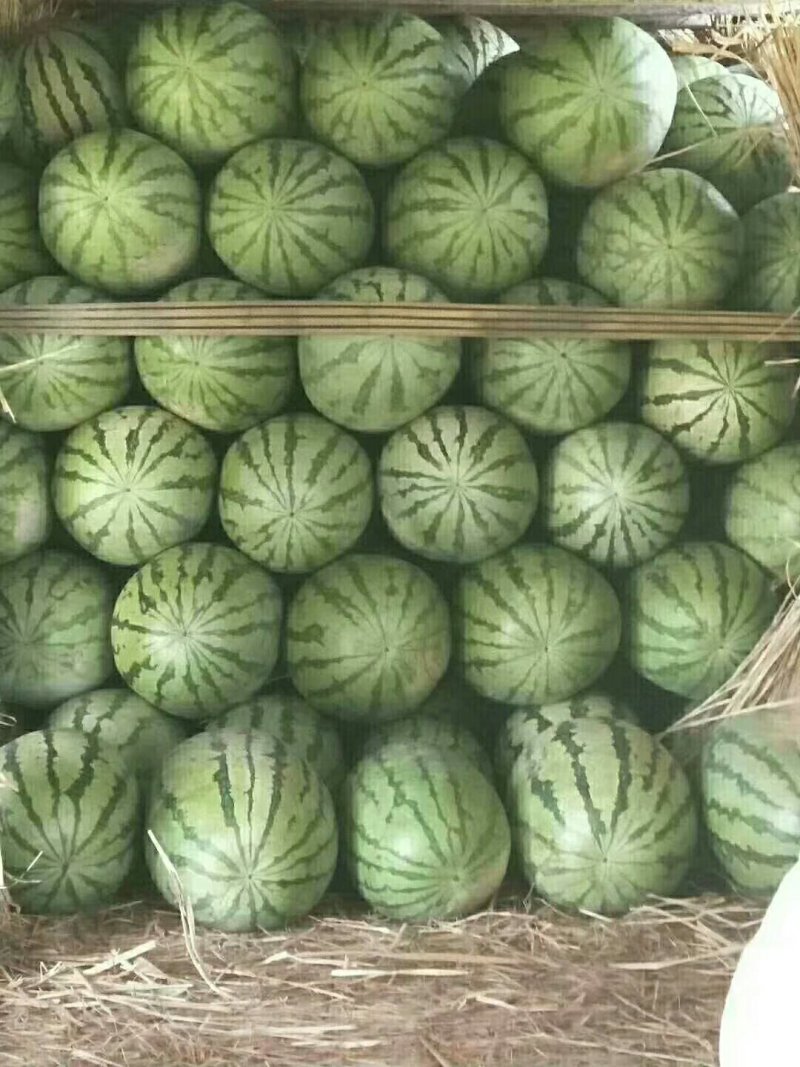 西瓜正品保障全国供应