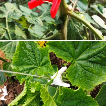大棚蔬菜专用吊蔓夹西红柿黄瓜夹子吊秧夹绑蔓落蔓夹落秧塑料