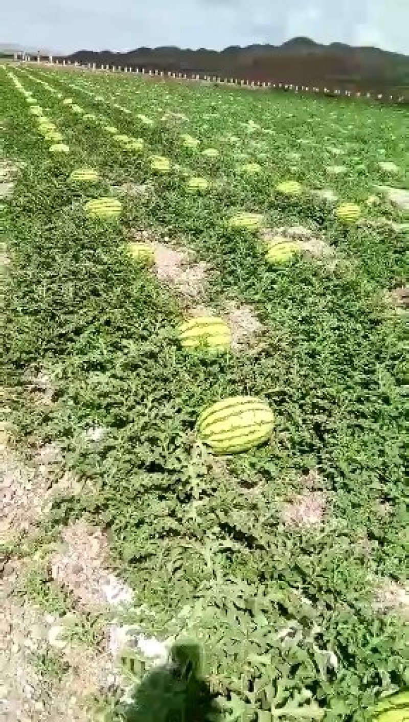 硒砂瓜