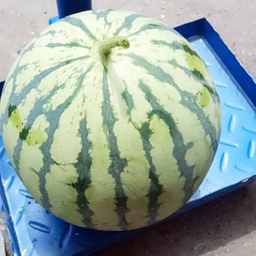 8424
