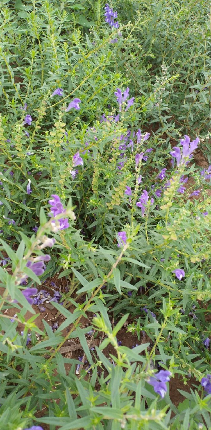 新品种黄芩