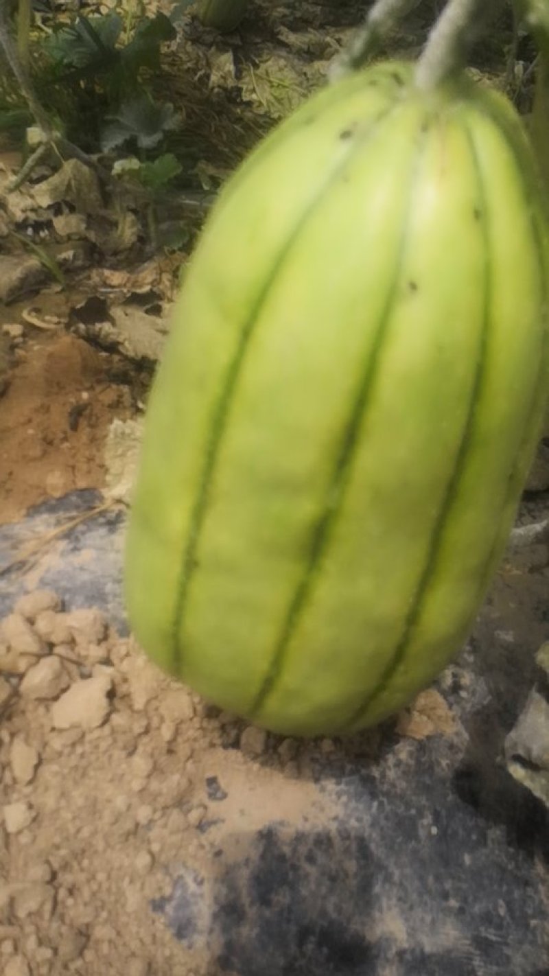 量大从优