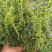 新品种黄芩