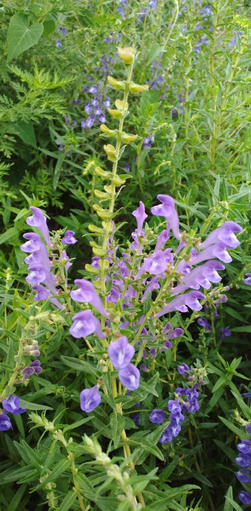 新品种黄芩