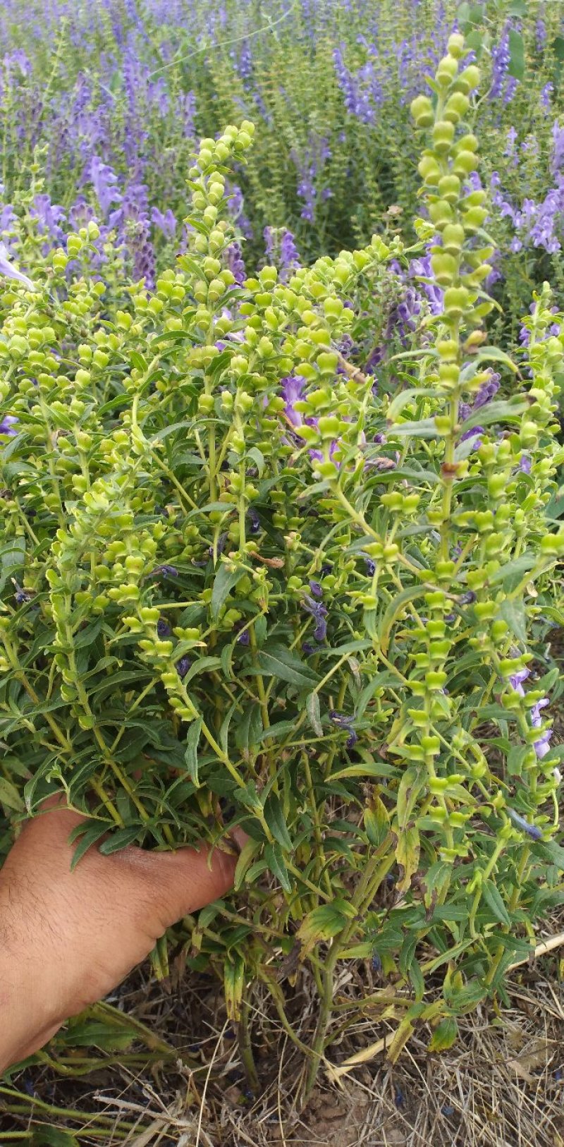 新品种黄芩