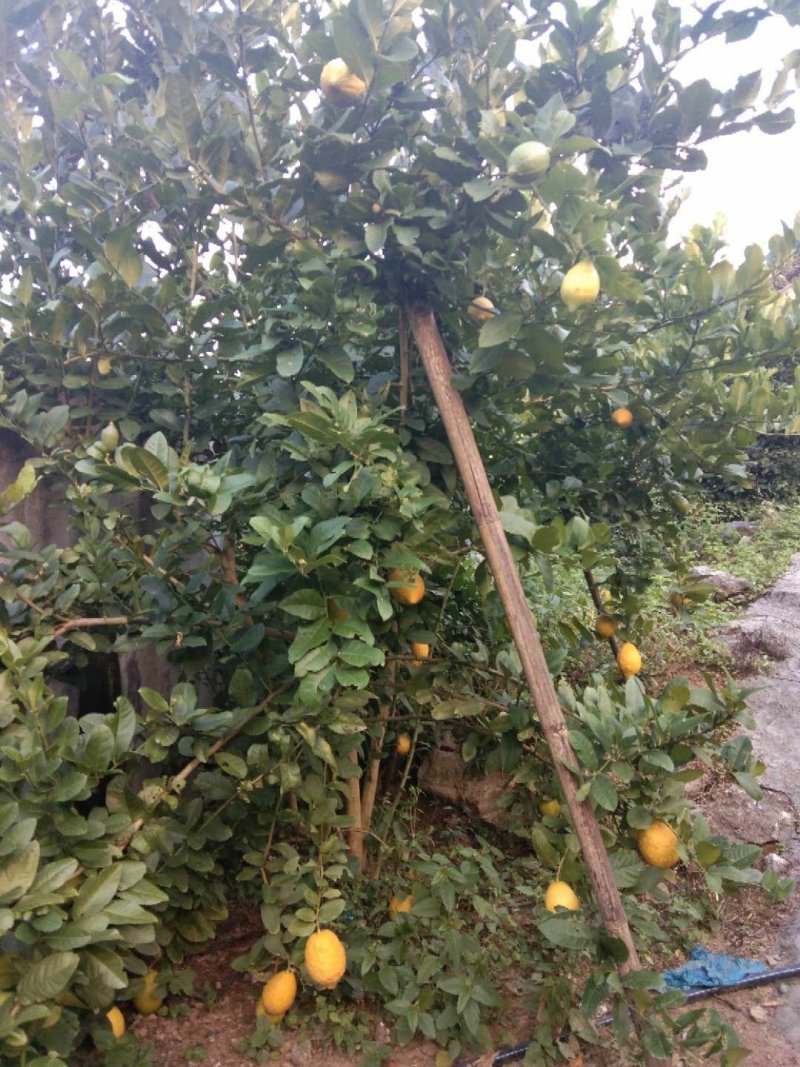 干柠檬片柠檬干片泡茶即食干片