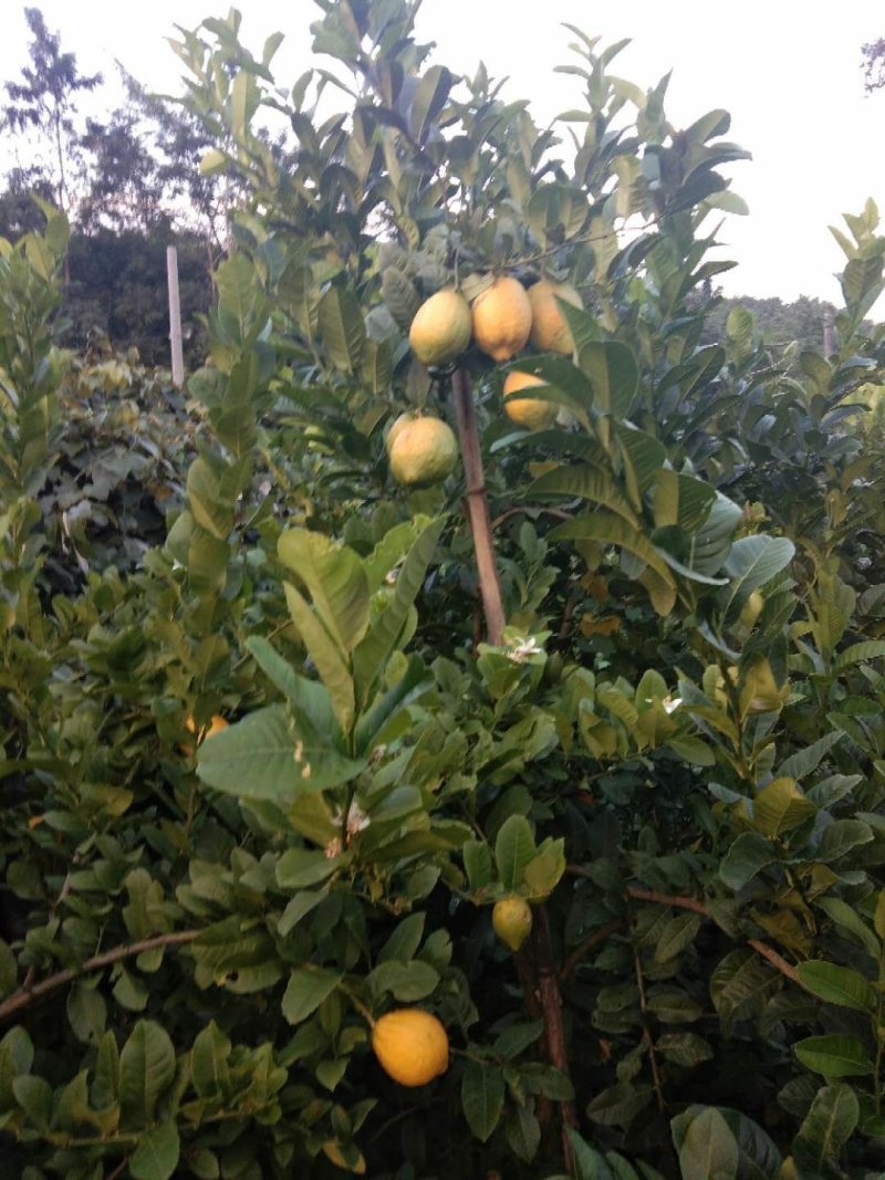 干柠檬片柠檬干片泡茶即食干片