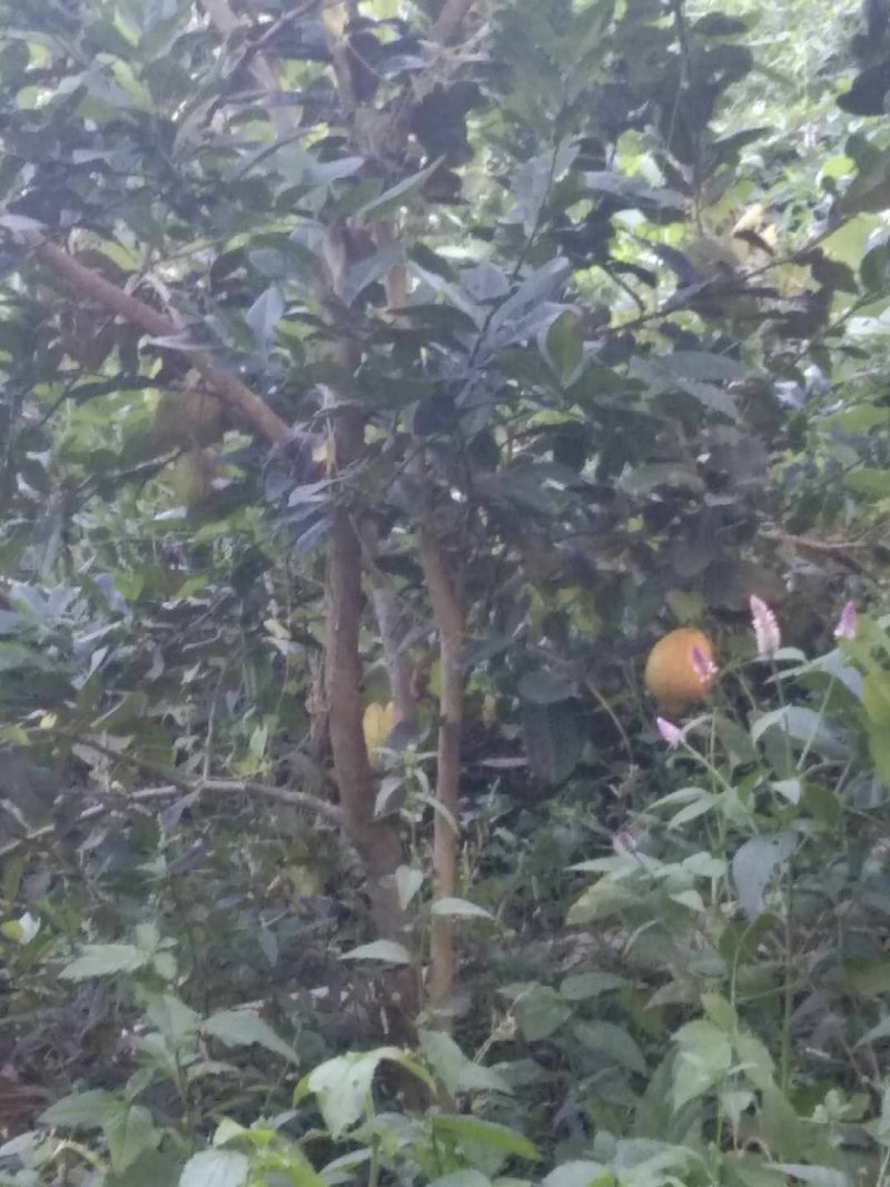 干柠檬片柠檬干片泡茶即食干片