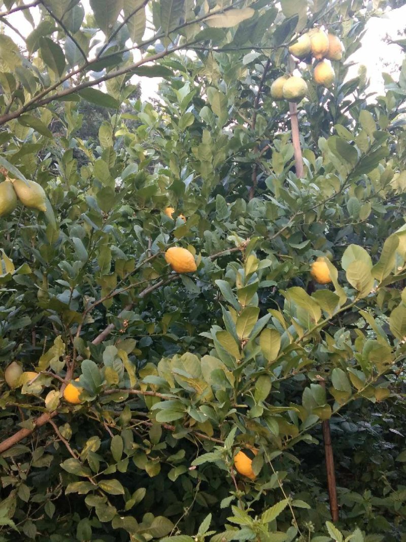干柠檬片柠檬干片泡茶即食干片