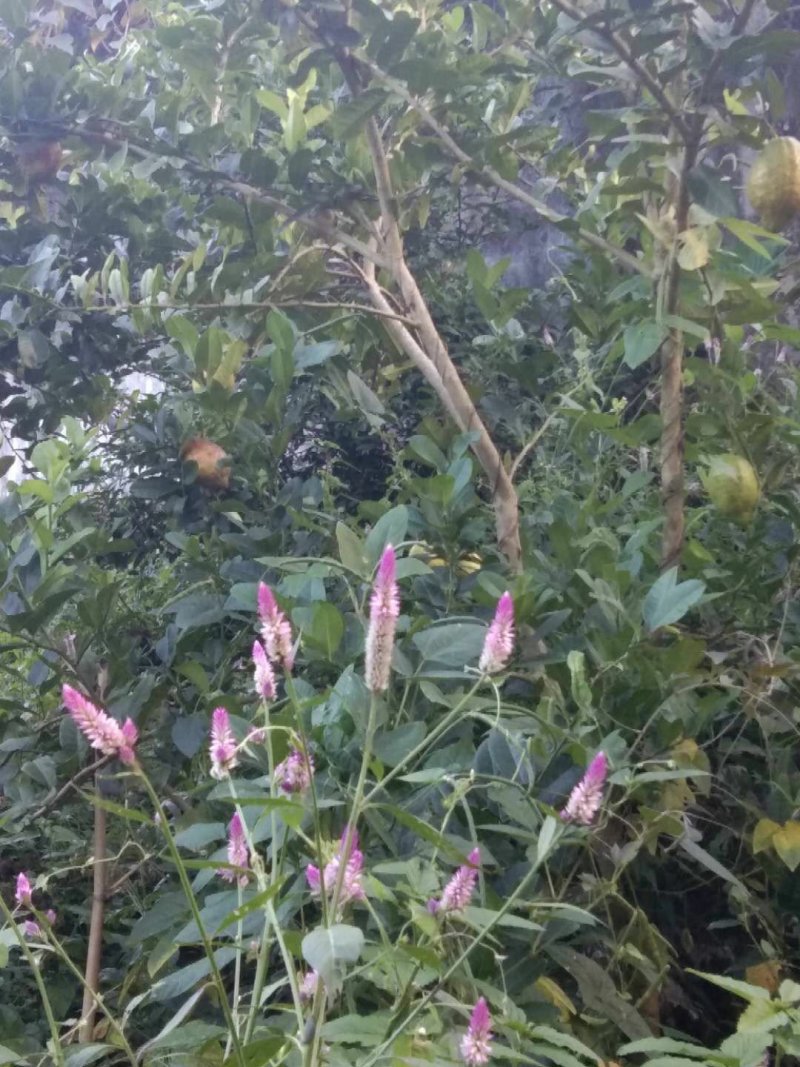 干柠檬片柠檬干片泡茶即食干片