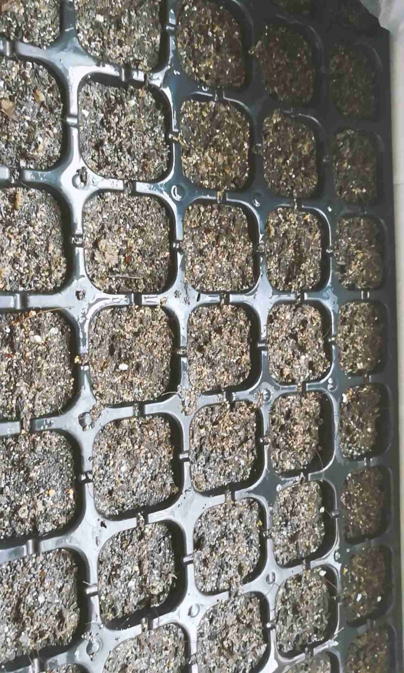 1000粒奶油草莓种子四季种易活室内阳台植物盆栽水果种子