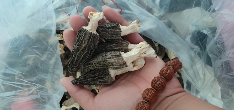 羊肚菌