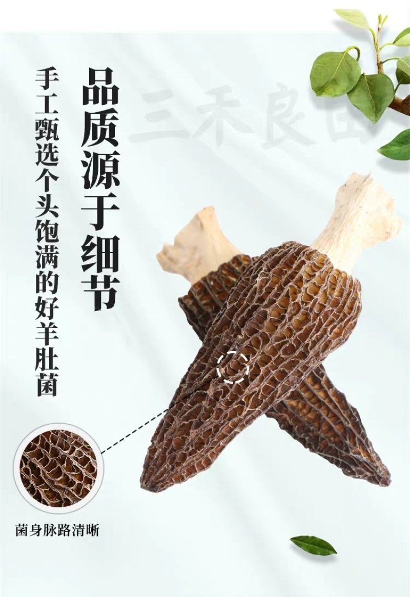 羊肚菌