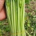 芹菜，大棚精品小香芹