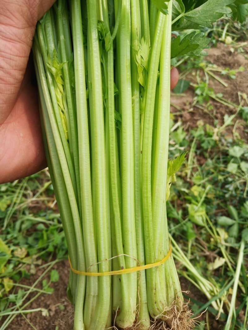 芹菜，大棚精品小香芹