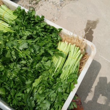 芹菜，大棚精品小香芹