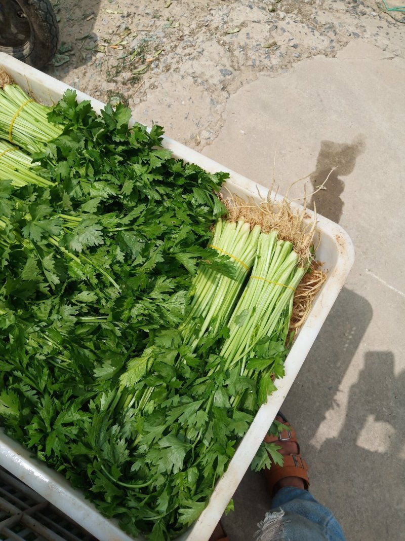 芹菜，大棚精品小香芹