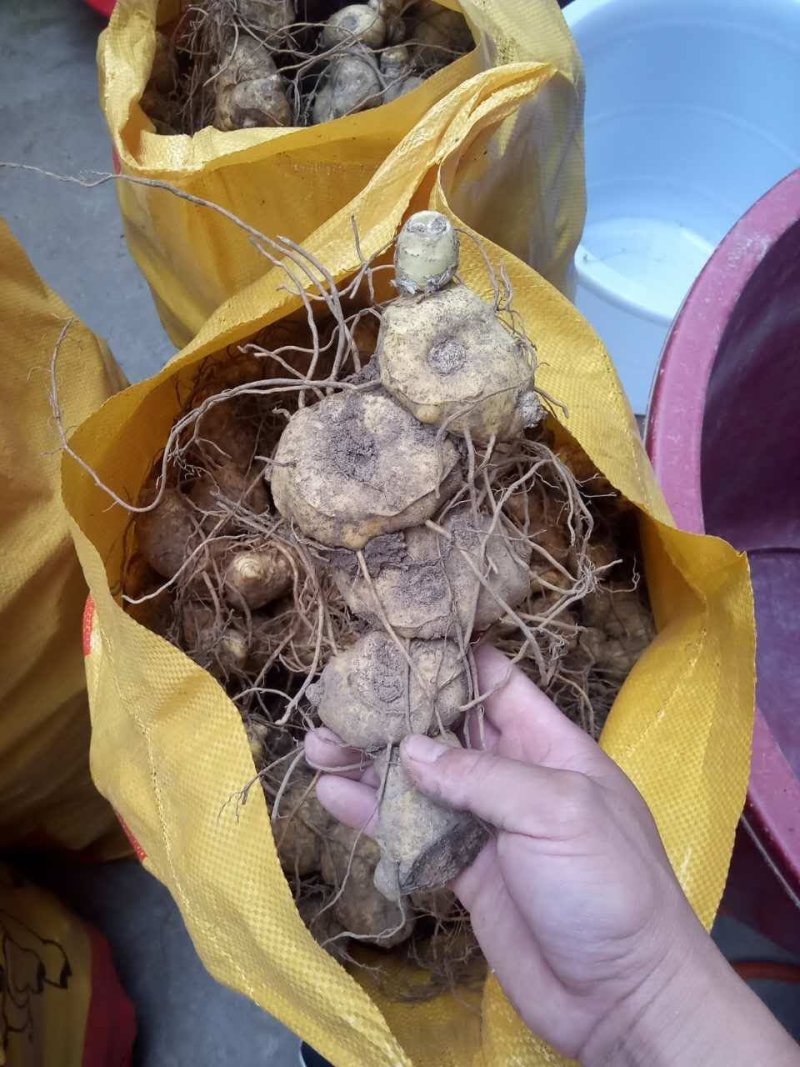 江西姜型多花黄精倒苗品种