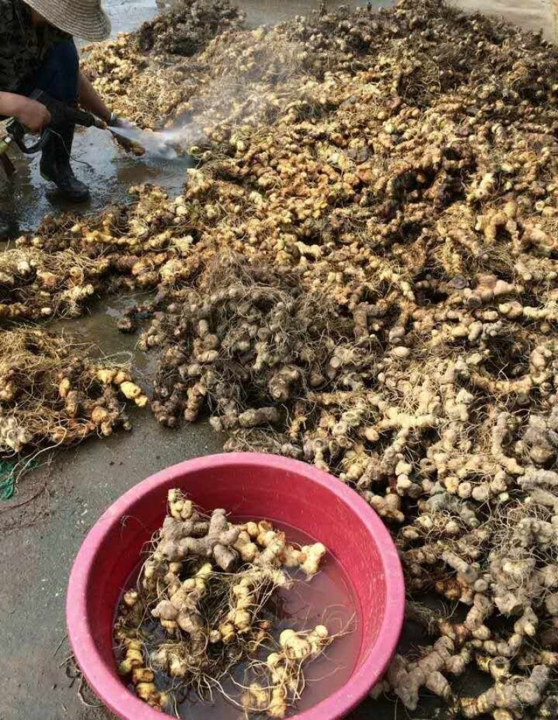 江西姜型多花黄精倒苗品种