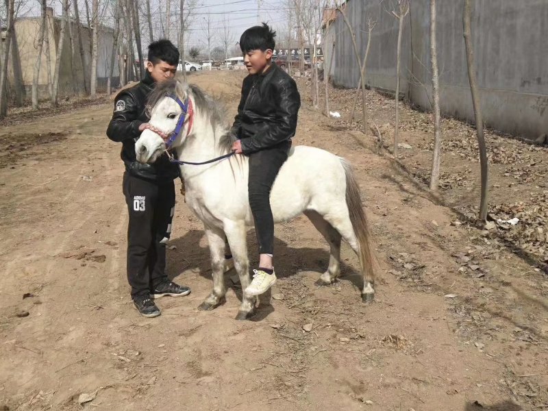 肉马矮马宠物马迷你马儿童骑乘马小矮马拉车小马