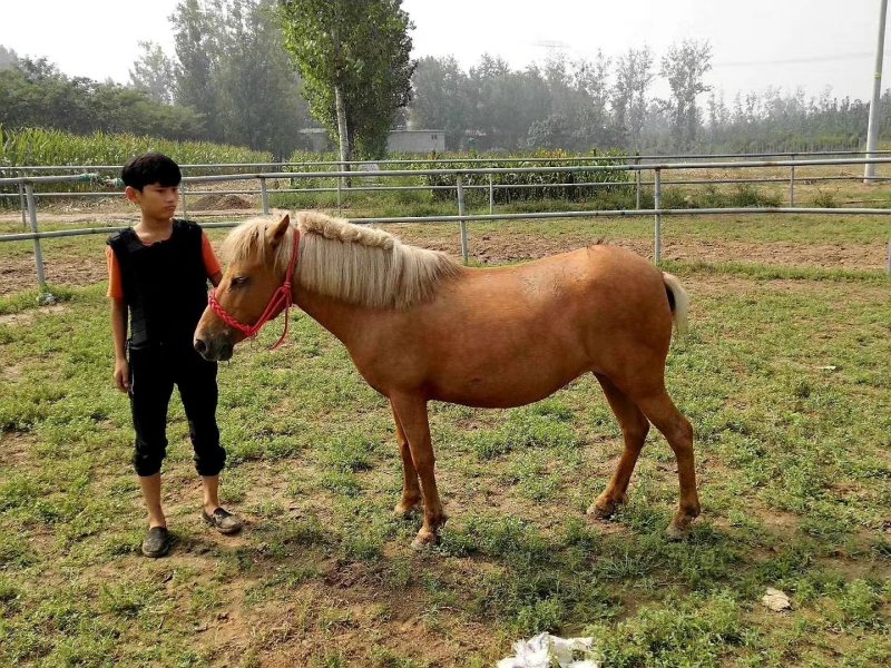 肉马矮马宠物马迷你马儿童骑乘马小矮马拉车小马
