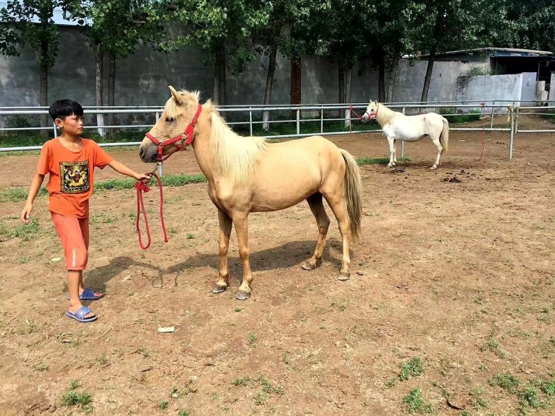 肉马矮马宠物马迷你马儿童骑乘马小矮马拉车小马
