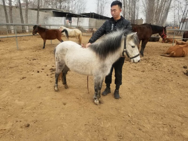 肉马矮马宠物马迷你马儿童骑乘马小矮马拉车小马