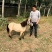 肉马矮马宠物马迷你马儿童骑乘马小矮马拉车小马