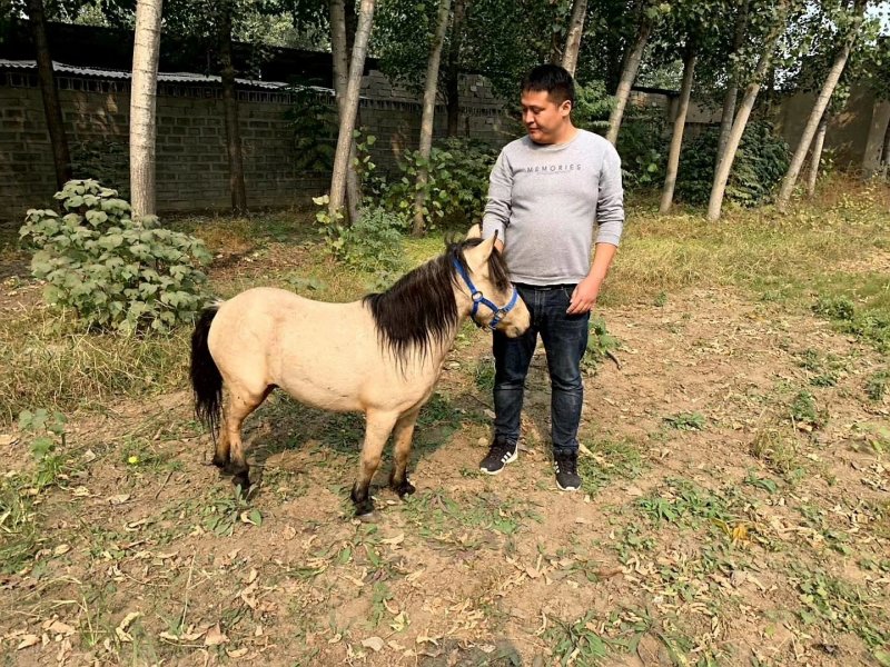 肉马矮马宠物马迷你马儿童骑乘马小矮马拉车小马