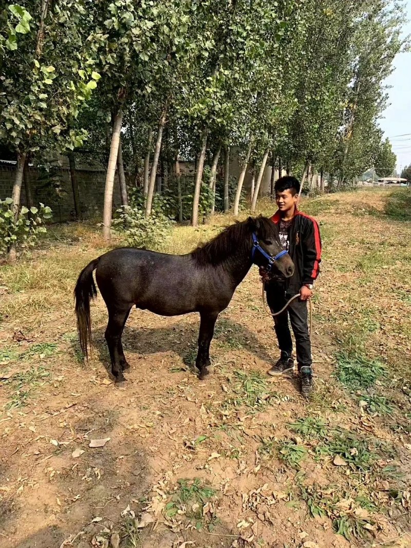 肉马矮马宠物马迷你马儿童骑乘马小矮马拉车小马