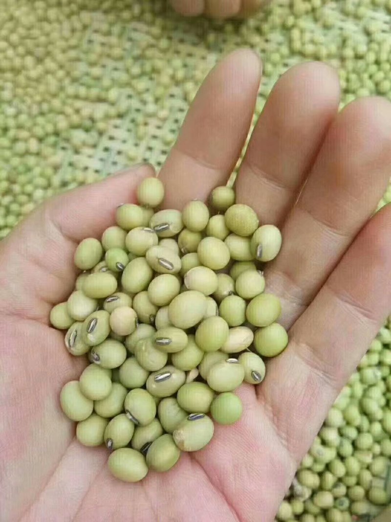 腐竹