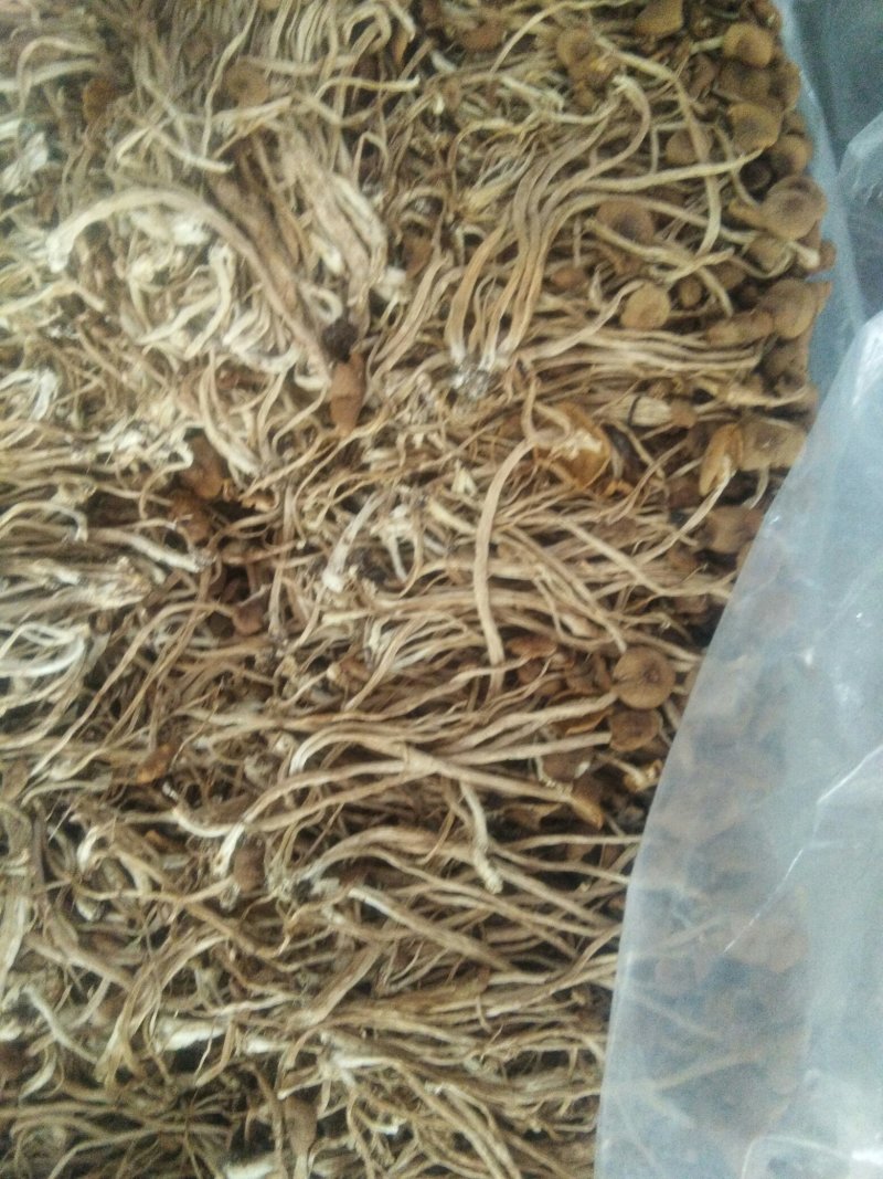 古田茶树菇