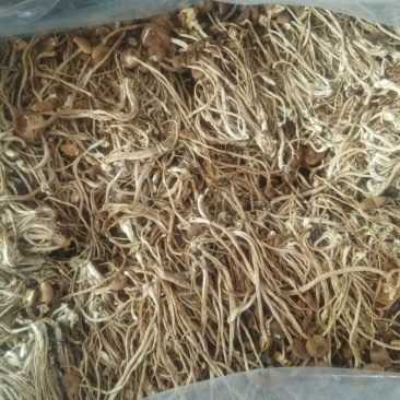 古田茶树菇