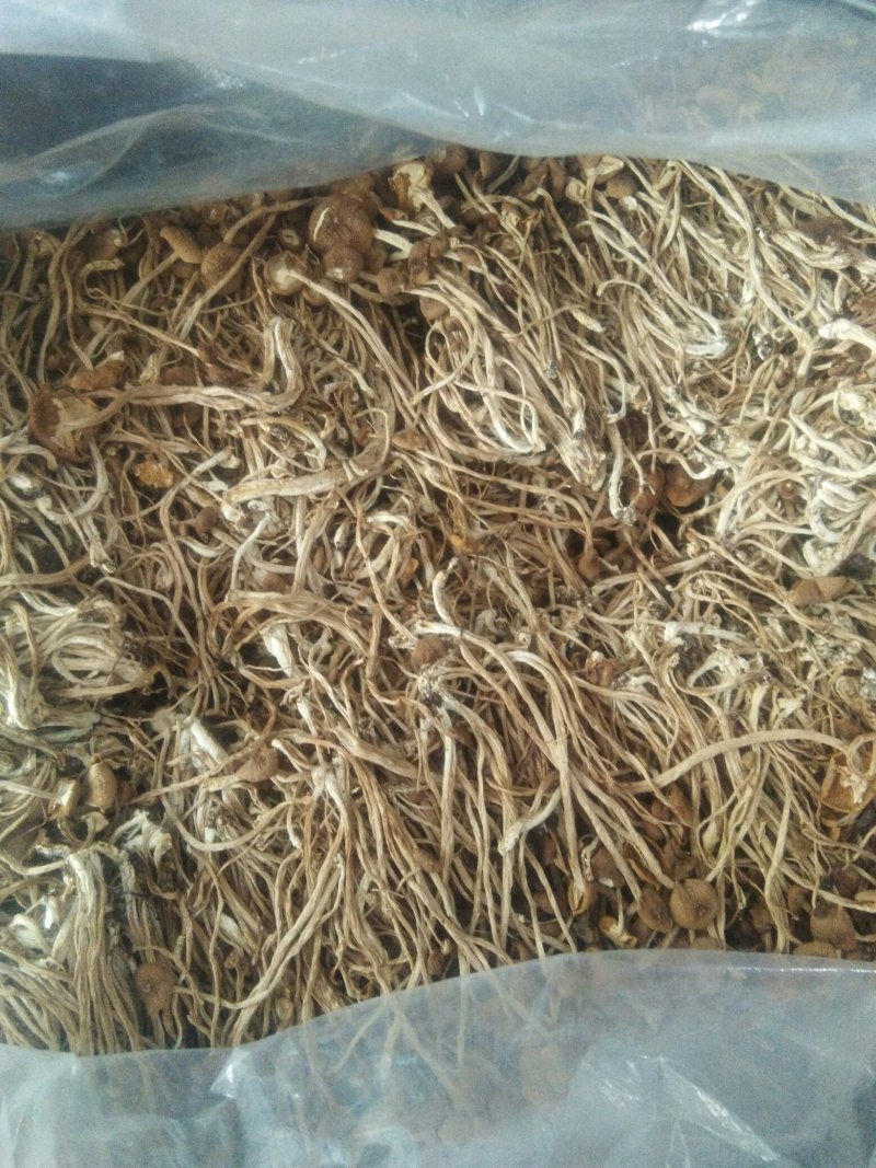 古田茶树菇