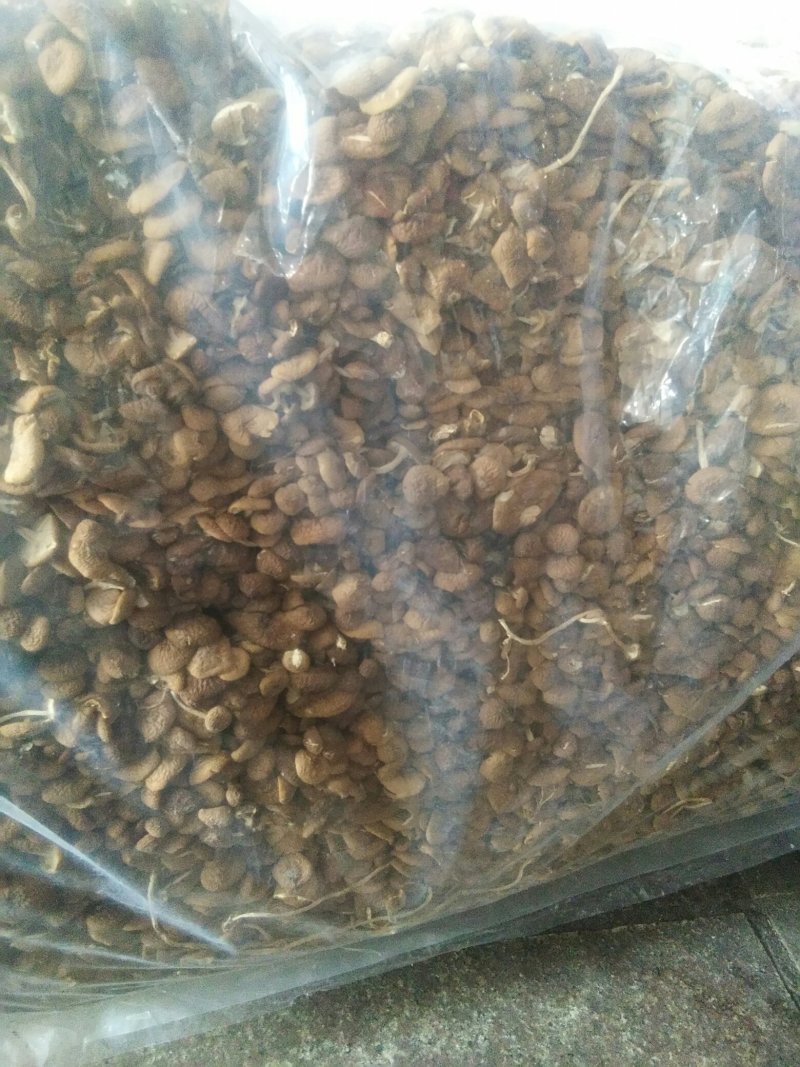 古田茶树菇