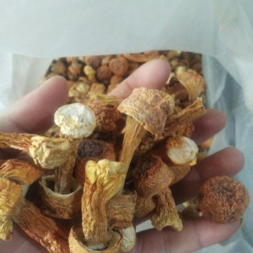 姬茸菇